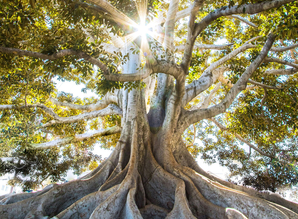 Image of a tree by Jeremy Bishop / Unsplash